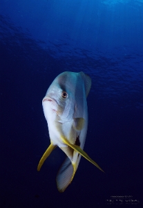Philippines 2023 - Tubbataha - DSC07337  Longfin spadefish - Platax à longues nageoires  Platax teira